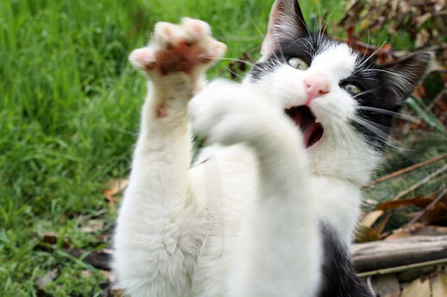 乐鱼体育app官网下载-中国男篮积极尝试新阵容组合，中国男篮积极尝试新阵容组合是什么